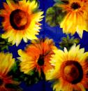 092 Sunflowers - 3-ply (cream) - Ihr